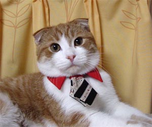 [cat_in_necktie.jpg]