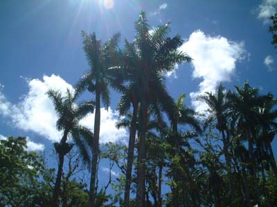 cuba_palm_trees.jpg