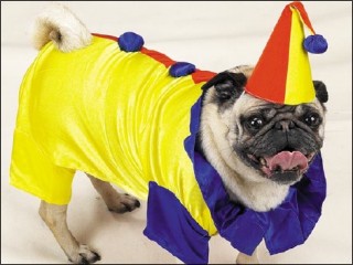 [dog_clown.jpg]