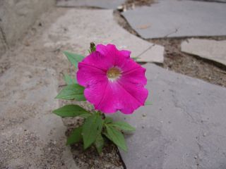 fleur_detail_small.jpg