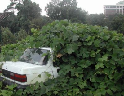 kudzu_on_a_car.jpg