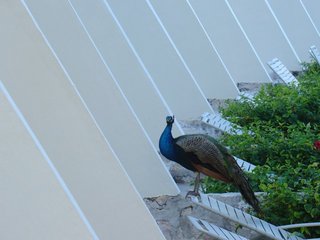 peacocks_everywhere.jpg