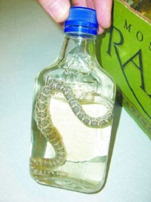 snake_booze.jpg