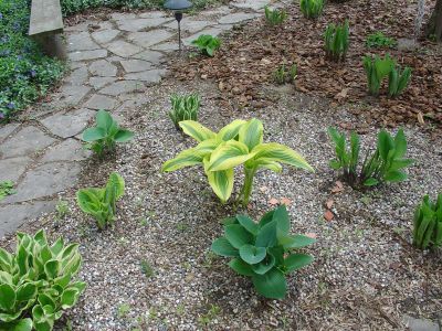 sunday_hostas.jpg