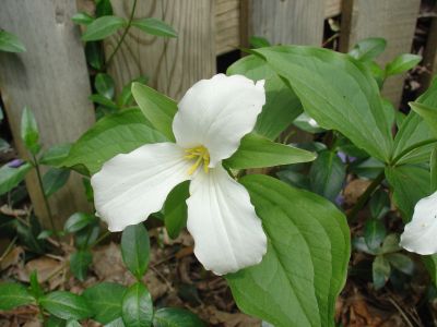 sunday_trillium.jpg