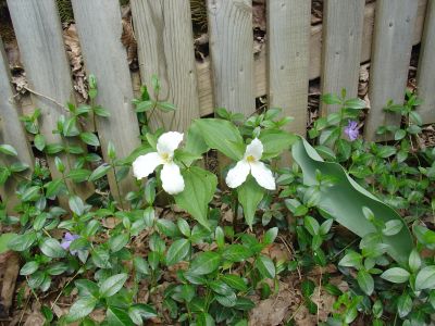 sunday_trilliums.jpg