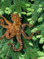 [Tree Octopus]